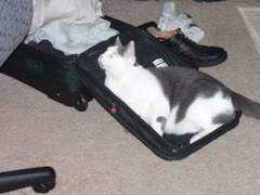 catster.com Seraiah