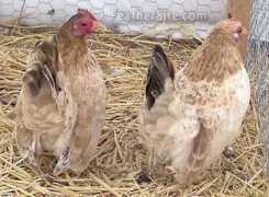 feathersite.com Seramas