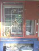 backyardchickens.com Seramas