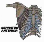 easyvigour.net.nz Serant