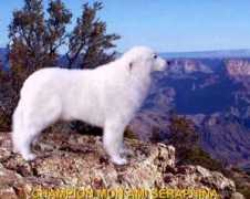 greatpyreneesdogs.com Seraphina