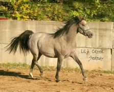 Seredy