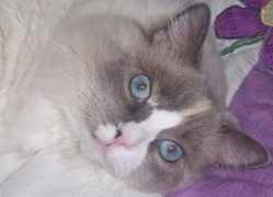 funnypetpictures.com Sereena
