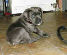 gotpetsonline.com Serefina