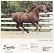 kakagiarabians.com Serella