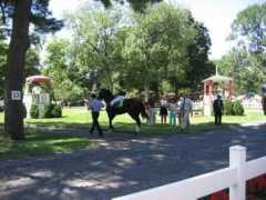thoroughbredreport.com Serenas