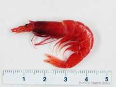 marinespecies.org Sergia