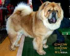 chow.chow.ru Sergieva