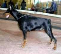 Sergius