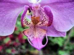 livingflowers.com.au Seriang