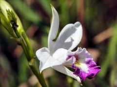 livingflowers.com.au Seriang