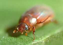 nathistoc.bio.uci.edu Serica