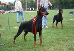 dobermann-review.com Serilla