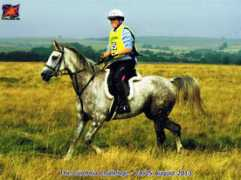 arabianhorse.co.uk Serinah