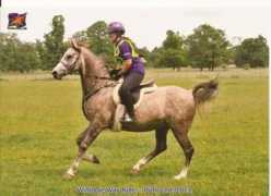 arabianhorse.co.uk Serinah