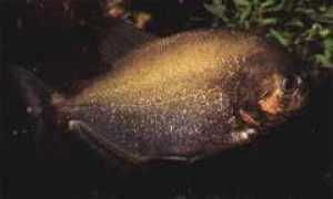 exoticfish.hut.ru Sernat