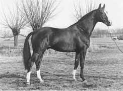 gelderlanderhorse.nl Serodia