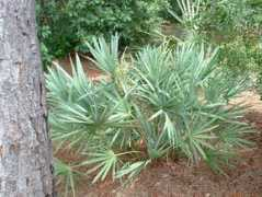 palmsocietysouthtexas.org Serona