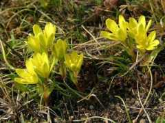 botany.cz Serotini