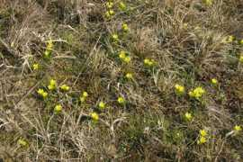 botany.cz Serotini