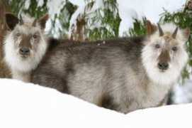 Serow
