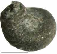 palaeo-online.de Serpel