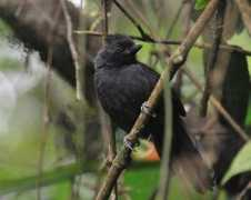 birdforum.net Serrinha