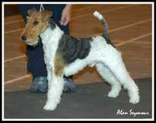 wirefoxterrierassociation.co.uk Serten