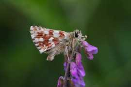 butterfliesoffrance.com Sertorius