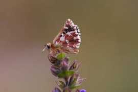 butterfliesoffrance.com Sertorius