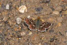 butterfliesoffrance.com Sertorius