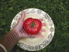 amishlandseeds.com Sertse
