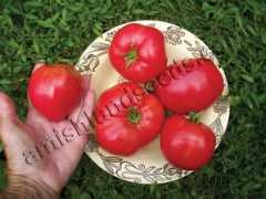 amishlandseeds.com Sertse