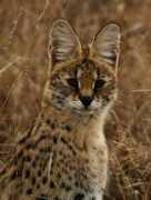 theanimalfiles.com Serval