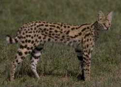 wildlifesafari.info Serval