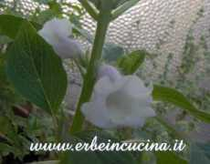 erbeincucina.it Sesamo