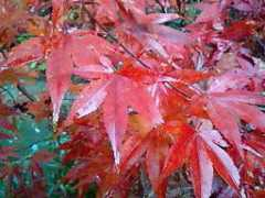 turedure.blog16.jp Sessah