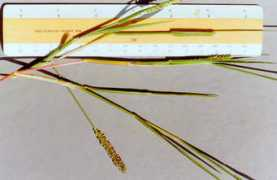 nathistoc.bio.uci.edu Setari