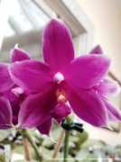 phals.net Setembrino