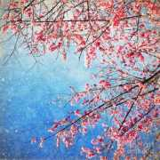 fineartamerica.com Setsiri