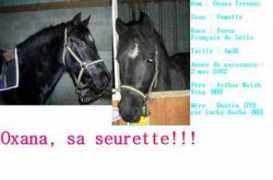 Seurette