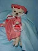 kedar-manoah-chihuahuas.com Sevannah