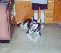 malamute.org Severian