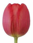 sunvalleyfloral.com Sevilla