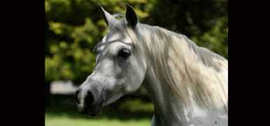gerzannestud.com Sevita