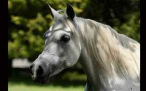 gerzannestud.com Sevita