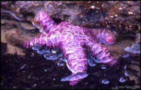 Seymore