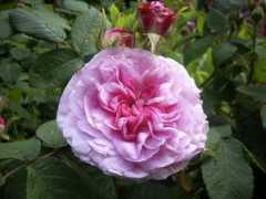 growsonyou.com Seze