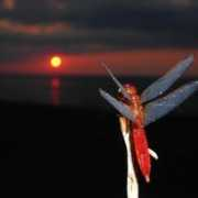 fotokritik.com Sezmen