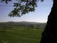 Shaab